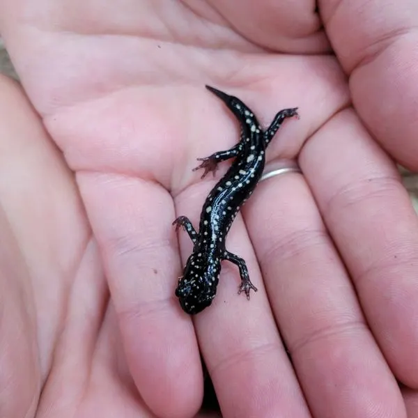 Northern Slimy Salamander (Plethodon glutinosus) held in hand close up