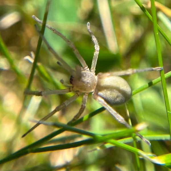 Northern Yellow Sac Spider (Cheiracanthium mildei) walking between blades of grass in Forest Hills, Pennsylvania, USA