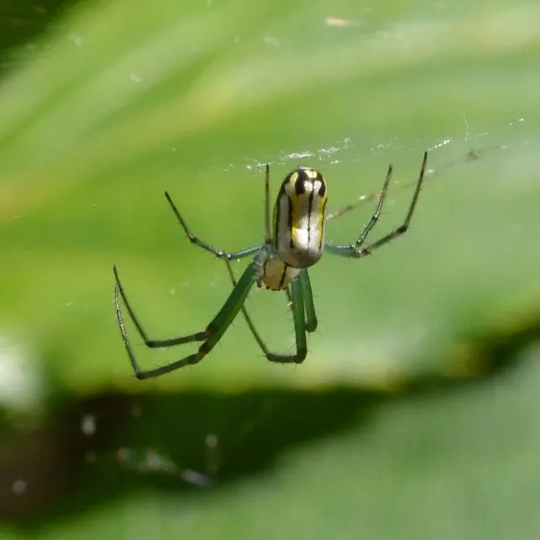 Orchard Orbweaver (Leucauge venusta) on its web among lilypads in Wilmore, Kentucky, USA