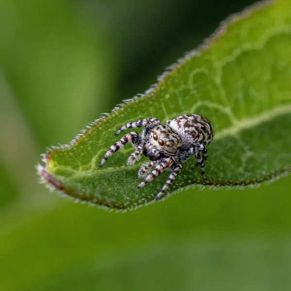 Peppered Jumping Spider (Pelegrina galathea) on the end of a long leaf in Herndon, Pennsylvania, USA