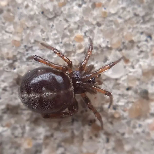 Rabbit Hutch Spider (Steatoda bipunctata) on a pebbled surface in Vladimir, Russia