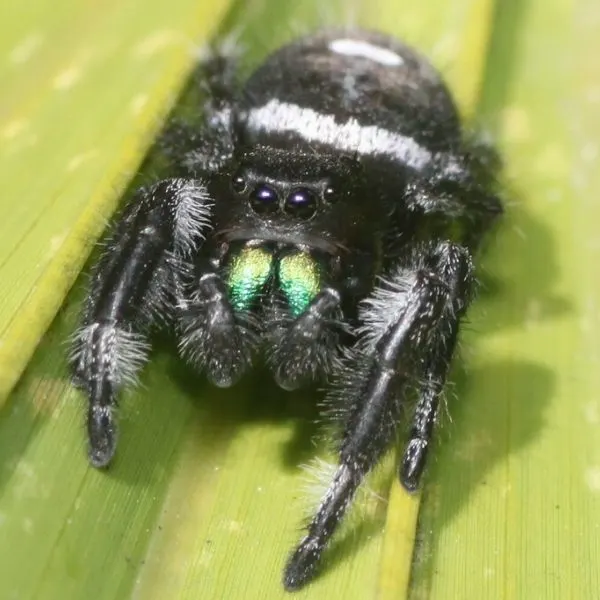 Regal Jumping Spider (Phidippus regius) on leaves in Polk, Florida, USA