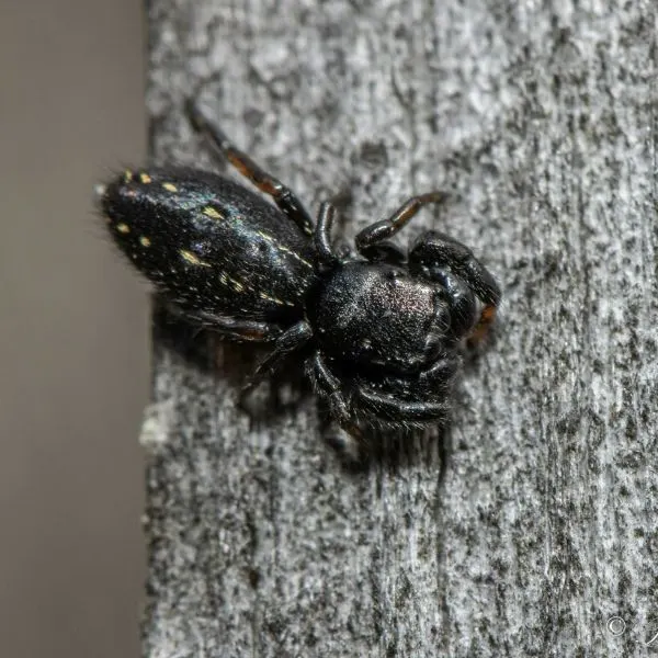 Ribbon Jumping Spider (Metacyrba taeniola) on a light wood surface on Parkview Trail, Maryland, USA