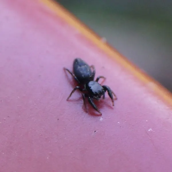 Ribbon Jumping Spider (Metacyrba taeniola) on a red surface in Delaware County, Pennsylvania, USA