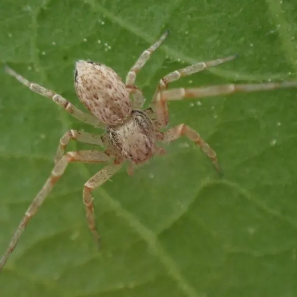 Running Crab Spider (Philodromus spp.) on a leaf in Madison, Kentucky, USA