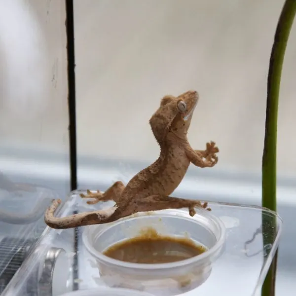 Silly Crested Gecko doing the splits over its bowl of food.