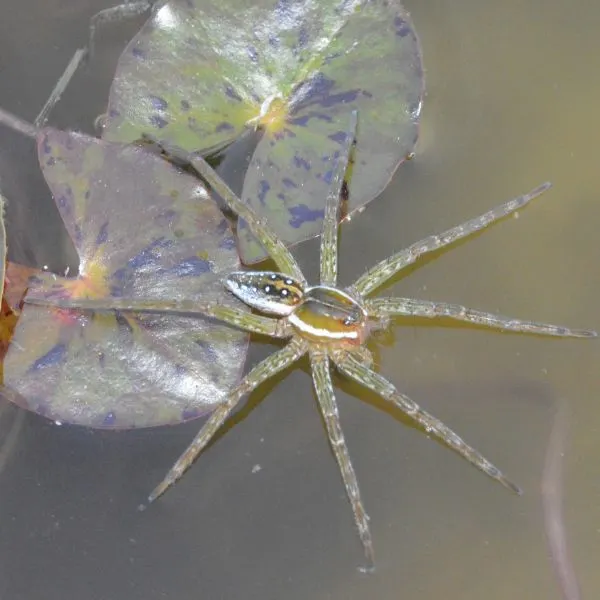 Six-spotted Fishing Spider (Dolomedes triton) on water near lilypads in Mercer County, Kentucky, USA