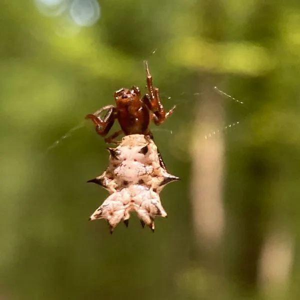 Spined Micrathena (Micrathena gracilis) hanging from its web in Port Matilda, Pennsylvania, USA