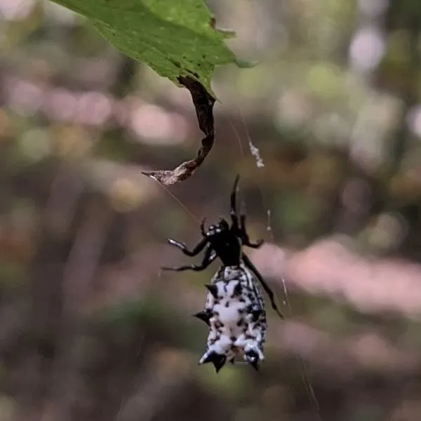 Spined Micrathena (Micrathena gracilis) holding onto a thread of its web off a leaf in Wolfe County, Kentucky, USA
