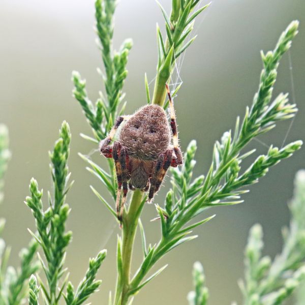 Spotted Orbweaver (Neoscona crucifera) clinging onto the stem of a leaf in Lexington, Kentucky, USA