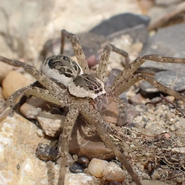 Striped Fishing Spider (Dolomedes scriptus) on large rocks in Berea, Kentucky, USA