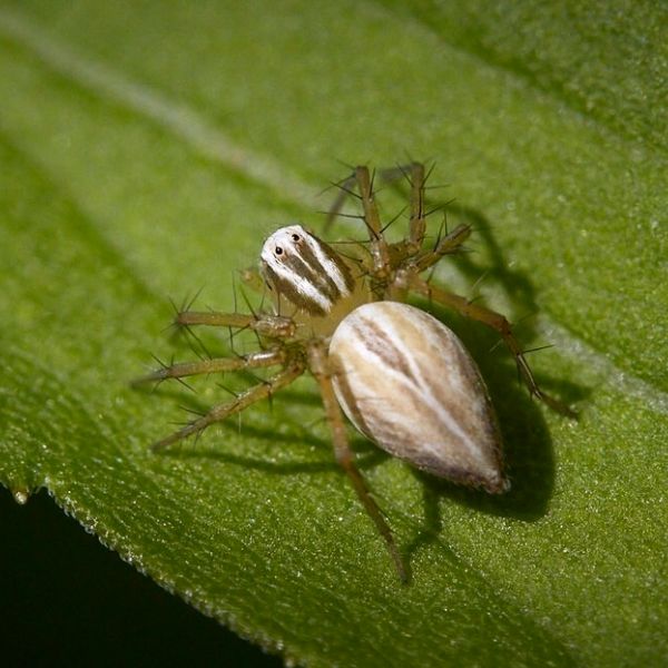 Striped Lynx Spider (Oxyopes salticus) on a long leaf in Furlong, Pennsylvania, USA