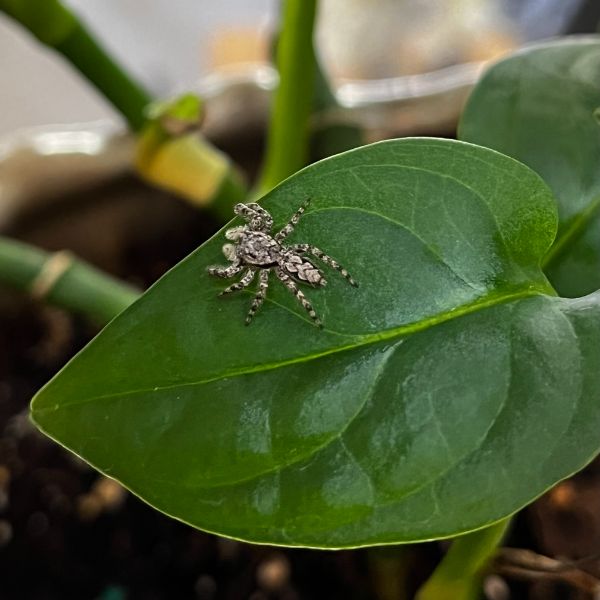 Tan Jumping Spider (Platycryptus undatus) on a green leaf in Chesterbrook, Pennsylvania, USA