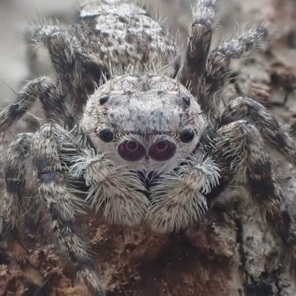 Tan Jumping Spider (Platycryptus undatus) on a light bark surface in Madison, Kentucky, USA