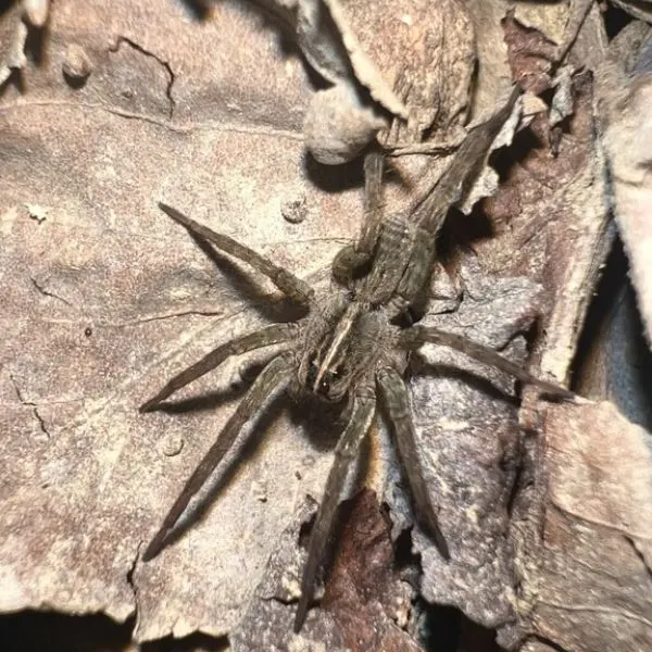 Tiger Wolf Spider (Tigrosa helluo) on dry leaves in Eddyville, Kentucky, USA