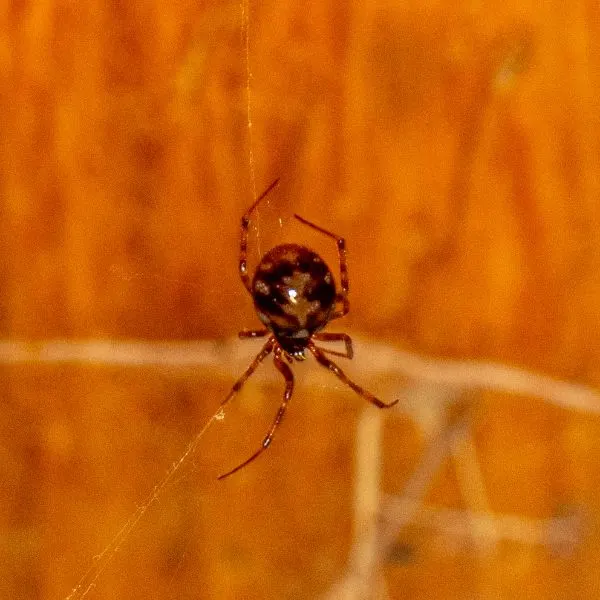 Triangulate Combfoot (Steatoda triangulosa) hanging from a thread of its web in Lexington, Kentucky, USA