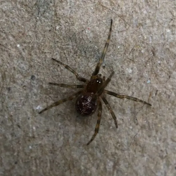 Triangulate Combfoot (Steatoda triangulosa) on a grey woody surface in Salt Lake City, Utah, USA