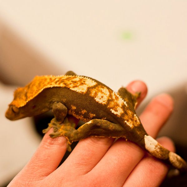 Tricolor Harlequin crested gecko morph