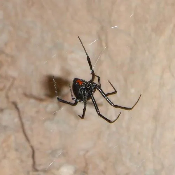 Western Black Widow (Latrodectus hesperus) in its web on rocky wall in Grand County, Utah, USA