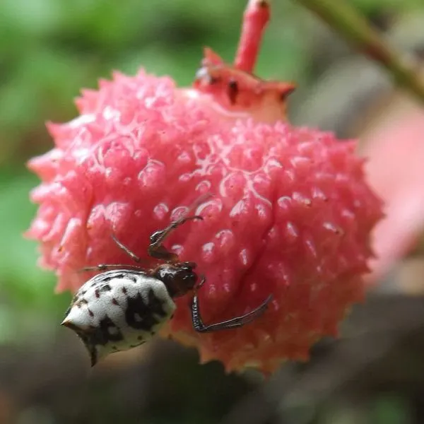 White Micrathena (Micrathena mitrata) on a red fruit capsule in Johnson County, Kentucky, USA