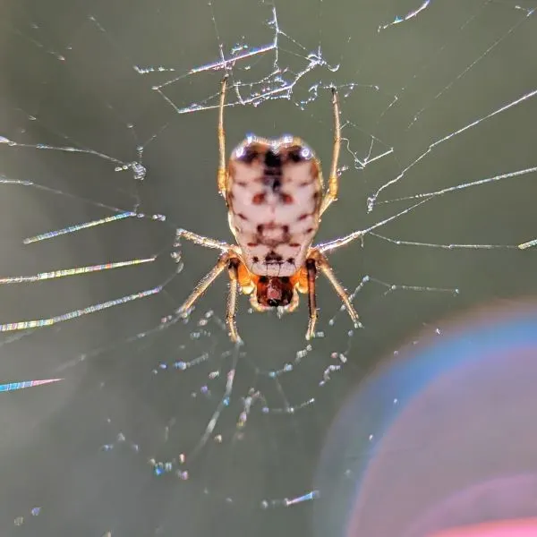 White Micrathena (Micrathena mitrata) on its web in the sunlight in Saylosburg, Pennsylvania, USA