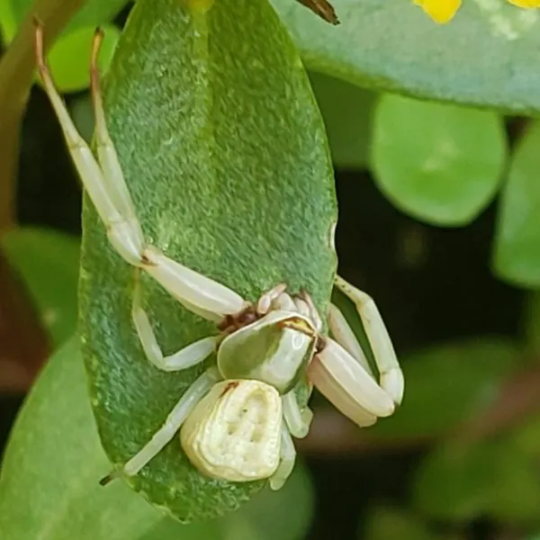 White-banded Crab Spider (Misumenoides formosipes) hanging onto a small leaf of a flower at Lakeview Heights, Kentucky, USA