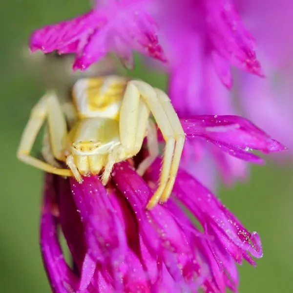 White-banded Crab Spider (Misumenoides formosipes) on a pink flower in Hiller, Pennsylvania, USA