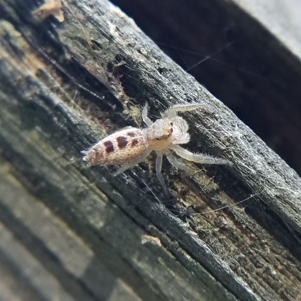 White-jawed Jumping Spider (Hentzia mitrata) on a wood surface in Northampton County, Pennsylvania, USA