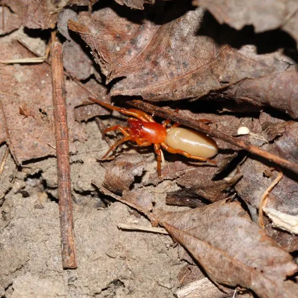 Woodlouse Spider (Dysdera crocata) in dry leaves and dirt in Morrisville, Pennsylvania, USA