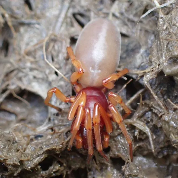 Woodlouse Spider (Dysdera crocata) on wet, stringy dirt in Madison, Kentucky, USA