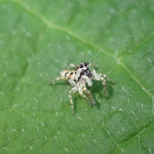 Zebra Jumping Spider (Salticus scenicus) on a furry leaf on Philadelphia, Pennsylvania, USA