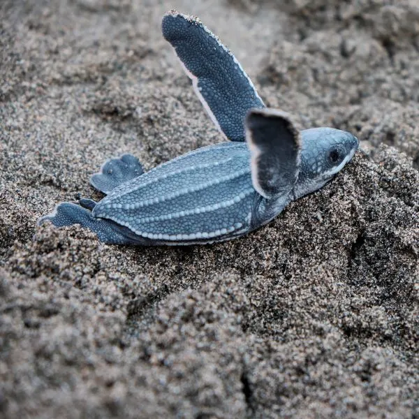 Baby Leatherback Sea Turtle (Dermochelys coriacea) making its way to the ocean