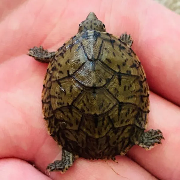 Baby Loggerhead musk turtle (Sternotherus minor) being held in hand