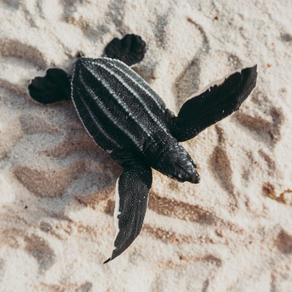 Baby leatherback sea turte (Dermochelys coriacea) on sand crawling towards the ocean