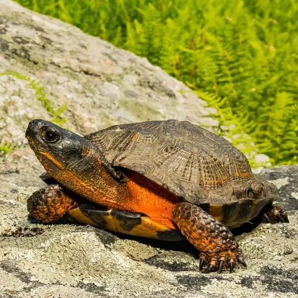 Bog turtle (Glyptemys muhlenbergii) on rock basking