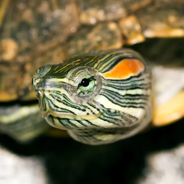 Close up of head of a Red Eared Slider (Trachemys scripta elegans)