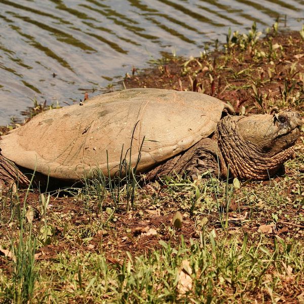 Common Snapping turtle (Chelydra Serpentina) sitting on the shoreline