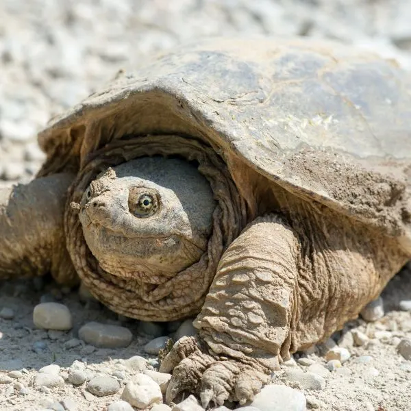 Common snapping turtle (Chelydra Serpentina) covered in dried mud crossing a country road