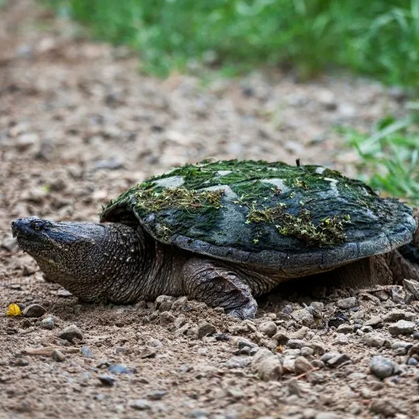 Common snapping turtle (Chelydra Serpentina) laying eggs on roadside