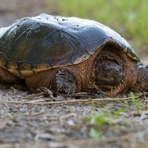 Common snapping turtle (Chelydra Serpentina) sitting on path with head retracted