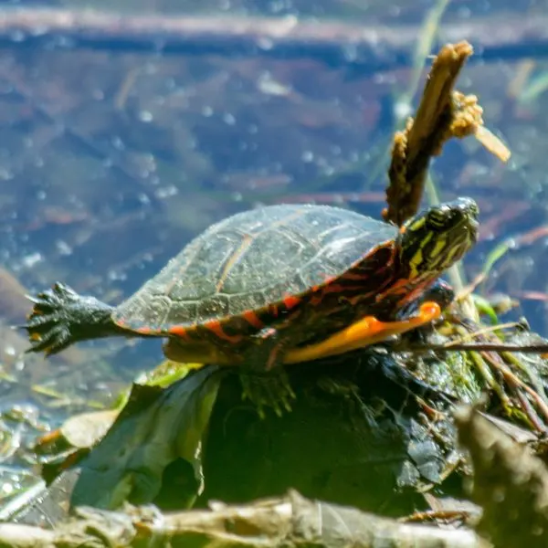 Eastern Painted Turtle (Chrysemys picta picta) balancing on rock basking