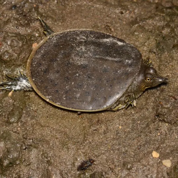 Eastern Spiny Softshell turtle (Apalone spinifera spinifera) in sandy dirt on shore