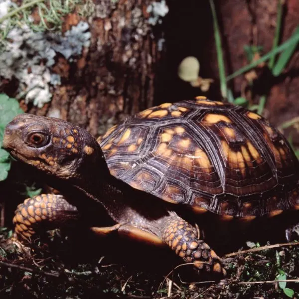 Eastern box turtle (Terrapene carolina carolina) in the woods next to a tree