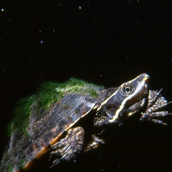 Eastern musk turtle (Sternotherus odoratus) swimming underwater with algae on its back