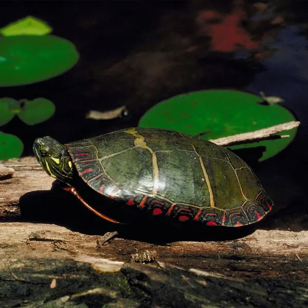 Eastern painted turtle (Chrysemys picta picta) sitting on a log