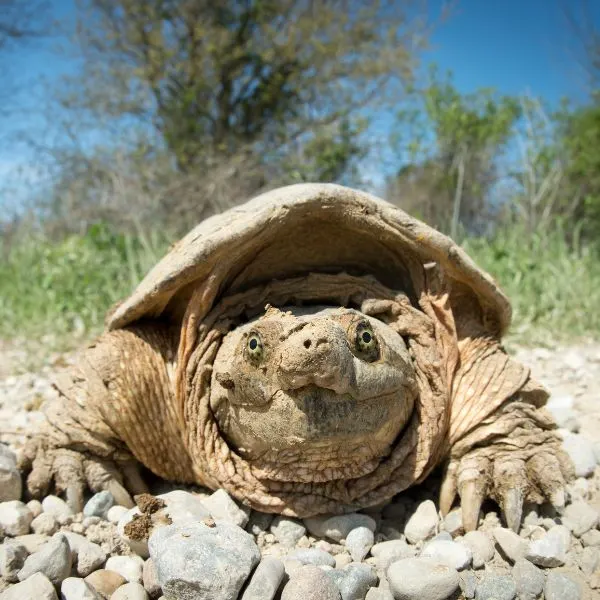 Front view of Common Snapping turtle (Chelydra Serpentina)