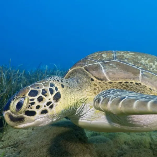 Green Sea Turtle (Chelonia mydas) Swimming on the sea floor