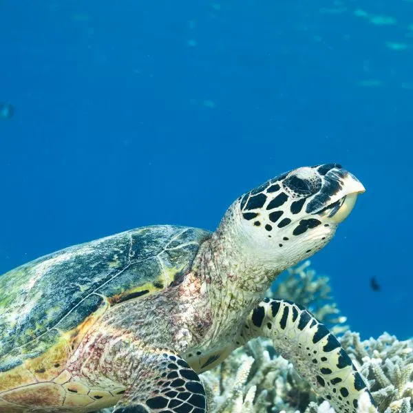 Hawksbill Sea Turtle (Eretmochelys imbricata) swimming in coral reef