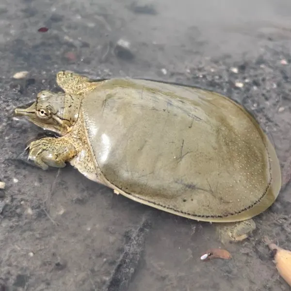 Juvenile Texas Spiny Softshell Turtle (Apalone spinifera emoryi) near shore