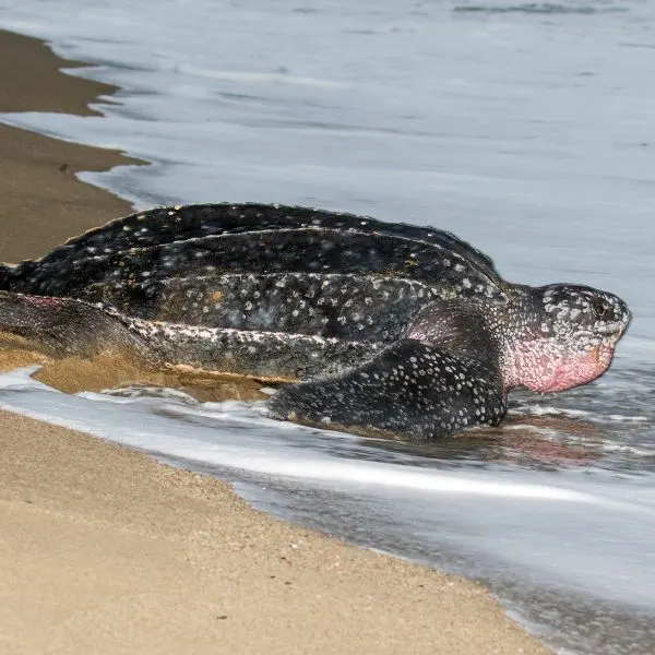 Leatherback Sea Turtle (Dermochelys coriacea) Making its way back in the ocean